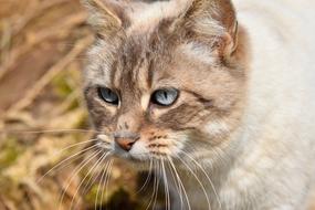 Cat Portrait Of Nose