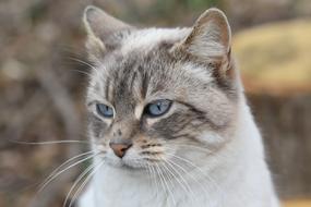 Cat Portrait Ears Nose