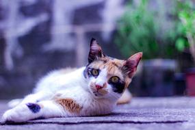 Cat Feline Animal