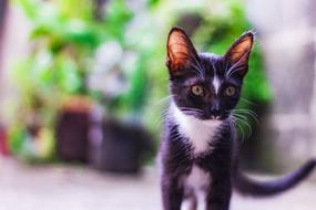 Cat Feline Animal