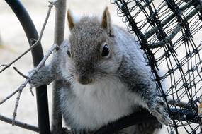 Squirrel Young Perched