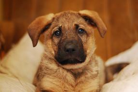 Dog Puppy Animals