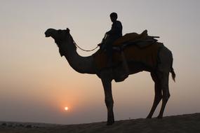 a man on a camel in the desert