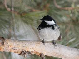 Tit Bird Songbird