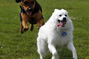 Dog American Eskimo Pet