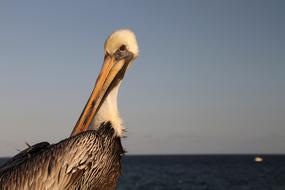 Pelican Bird Big
