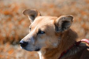 Dog Animal Different Eye Colors