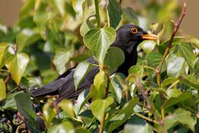 Blackbird Bird Garden