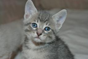 Kitten Cat Pet
