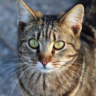 Tiger Cat Pet Head Green