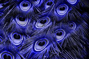 Peacock Feathers Color Plumage