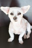 Dog White Small