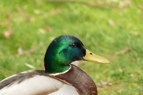Duck Mallard Male bird