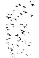 birds flock on a white background