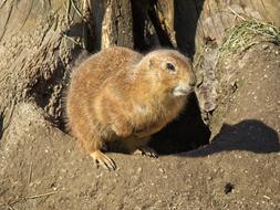 fluffy marmot fat