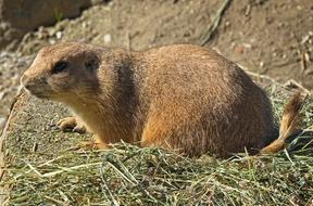 the groundhog is fluffy in the grass