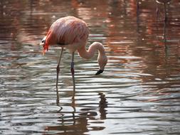 Bird Flamingo Whites