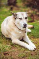 Dog Husky Animal