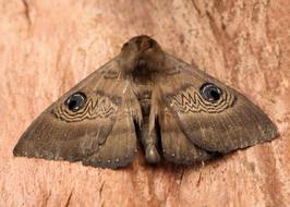 Moth Blue Eye Pattern Camouflage