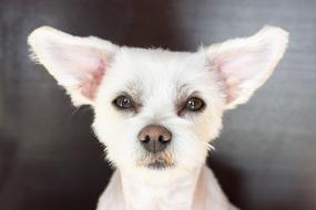 Dog White Ears