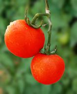 Tomato Veggies Health red