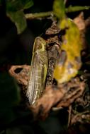 Insect Giant Grasshopper Hedge