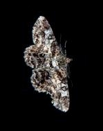 Moth Large Insect