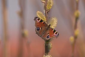Rusalka Butterfly Mo