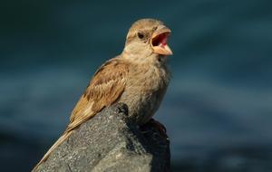 Brown Bird On beach
