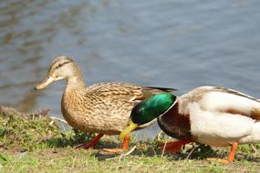 wild funny ducks