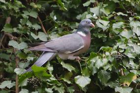 Dove Wild Pigeon Bird