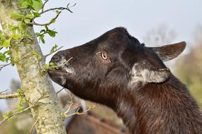 black goat eats leaves from a tree
