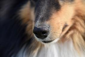 Dog Nose Black Truffle Muzzle