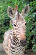 little zebra on safari