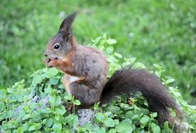 The Squirrel Rusty Rodent