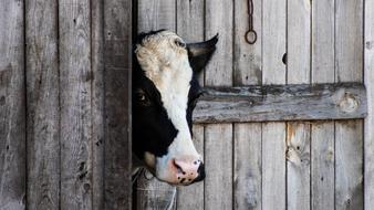 cow looking out from behind the fence