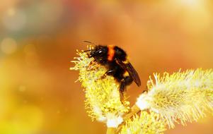 insect extracts pollen from a flower