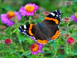Butterfly Colorful Meadow