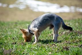 Dog Out Sniffing