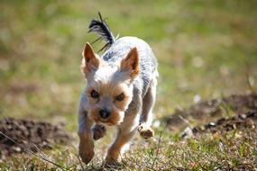 Dog Out Meadow