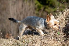 Dog Out Small