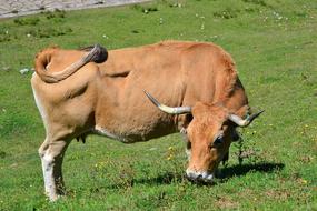 Ox Animal Livestock