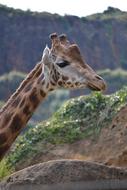 Giraffe Animal Jungle