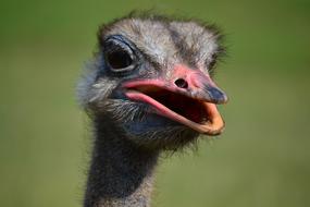 Ostrich Bird Peak