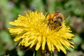 Bee Nectar Insect