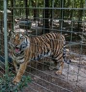 Tiger In the cage
