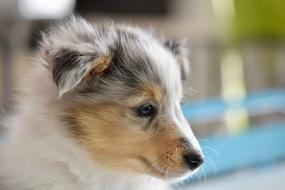 Dog Shetland Sheepdog Puppy