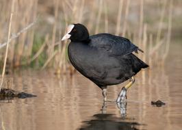 Coot Water Bird