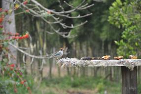 Bird Countryside Nature