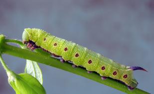 Broad-Bordered-Bee-Hawkmoth Larva